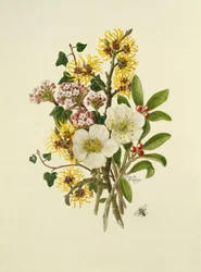Skimia Japonica, Hammemelus, Viburnum und Nieswurz